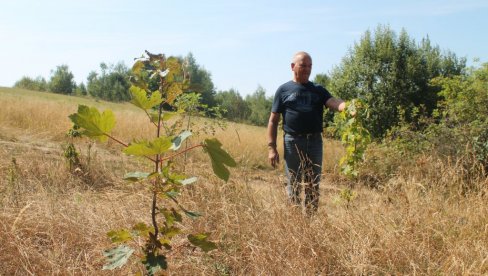 KUM SE VRAĆA U VISOVE JAVORA: Podižu se zasadi lišćara po kome je starovlaška planina dobila ime KUM SE VRAĆA U VISOVE JAVORA: Podižu se zasadi lišćara po kome je starovlaška planina dobila ime