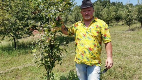 ЈАБУКЕ БЕРЕ У РУКАВИЦАМА: Недељко Адамовић подигао воћњак на дедином имању код Ћуприје ЈАБУКЕ БЕРЕ У РУКАВИЦАМА: Недељко Адамовић подигао воћњак на дедином имању код Ћуприје