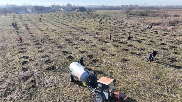 ЗА ШУМЕ НИ ЈЕДАН ОДСТО ЗЕМЉИШТА: У четири општине у Бачкој алармантан недостатак дрвећа ЗА ШУМЕ НИ ЈЕДАН ОДСТО ЗЕМЉИШТА: У четири општине у Бачкој алармантан недостатак дрвећа