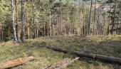 SLOMIO KOSTI LOBANJE: Novosti saznaju - Bosilegrađanin povređen u šumi SLOMIO KOSTI LOBANJE: Novosti saznaju - Bosilegrađanin povređen u šumi