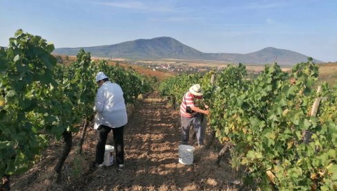 GDE JE MRAZ BIO GROZDOVA NEMA: Zbog vremenskih neprilika berba grožđa počela mesec dana ranije, a negde već i završena GDE JE MRAZ BIO GROZDOVA NEMA: Zbog vremenskih neprilika berba grožđa počela mesec dana ranije, a negde već i završena