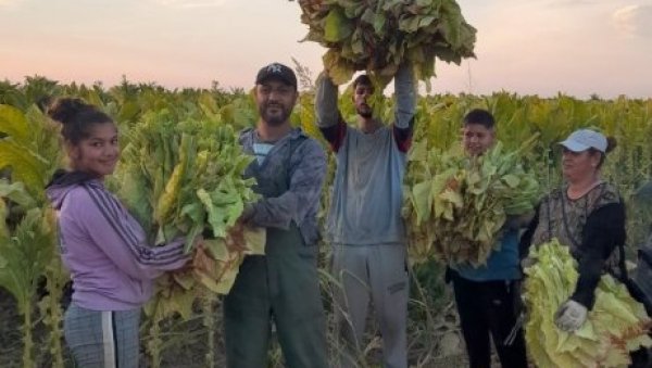ДУВАН БАШ ОСУШИЛА ВРЕЛИНА: У Срему приноси мањи од 30 до 40 одсто у односу на прошлу годину ДУВАН БАШ ОСУШИЛА ВРЕЛИНА: У Срему приноси мањи од 30 до 40 одсто у односу на прошлу годину