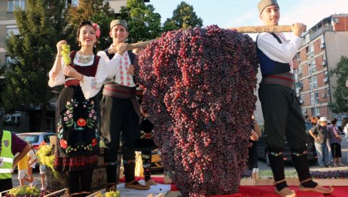 „СМЕДЕРЕВСКА ЈЕСЕН“ ОД 11. ДО 14. СЕПТЕМБРА : Тродневна светковина у част грожђа и вина