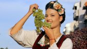 137. „SMEDEREVSKA JESEN“ U SLAVU GROŽĐA I VINA: Ovog vikenda „Smederevo vazda otvoreno“ 137. „SMEDEREVSKA JESEN“ U SLAVU GROŽĐA I VINA: Ovog vikenda „Smederevo vazda otvoreno“