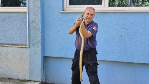 POSKOCI I ŠARKE PRETE SA SVIH STRANA: U Trebinju poslednjih dana brojni građani tražili pomoć zbog zmija POSKOCI I ŠARKE PRETE SA SVIH STRANA: U Trebinju poslednjih dana brojni građani tražili pomoć zbog zmija