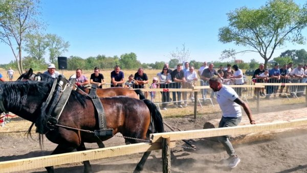 КОЊИ И У БАЧКОЈ ВУКУ БАЛВАНЕ: Штрапаријада у Сивцу, која је прошлог септембра била егзотика, постала омиљени спорт КОЊИ И У БАЧКОЈ ВУКУ БАЛВАНЕ: Штрапаријада у Сивцу, која је прошлог септембра била егзотика, постала омиљени спорт
