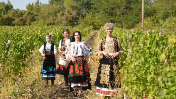 КРАЈИНСКА БЕРБА У СРЦУ НЕГОТИНСКЕ КРАЈИНЕ: Рогљево слави грожђе и вино КРАЈИНСКА БЕРБА У СРЦУ НЕГОТИНСКЕ КРАЈИНЕ: Рогљево слави грожђе и вино