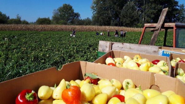 ПОДСТИЦАЈИ ЗА ПОЉОПРИВРЕДНИКЕ У ПАРАЋИНУ: У понедељак крај конкурса за осигурање усева и плодова ПОДСТИЦАЈИ ЗА ПОЉОПРИВРЕДНИКЕ У ПАРАЋИНУ: У понедељак крај конкурса за осигурање усева и плодова