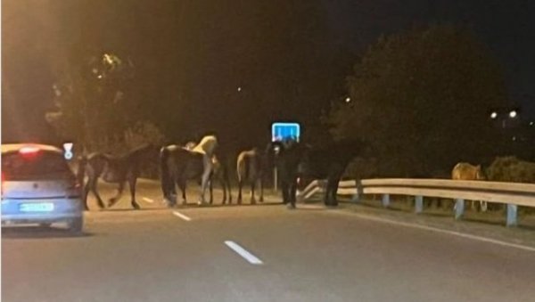 ОДАКЛЕ КОЊИ НА АУТОПУТУ, ЈЕСАМ ТИ ЛЕПО РЕКЛА ДА ИХ УВЕДЕШ У ШТАЛУ: Необична слика из Ниша, никоме није јасно шта коњи раде овде (ФОТО) ОДАКЛЕ КОЊИ НА АУТОПУТУ, ЈЕСАМ ТИ ЛЕПО РЕКЛА ДА ИХ УВЕДЕШ У ШТАЛУ: Необична слика из Ниша, никоме није јасно шта коњи раде овде (ФОТО)