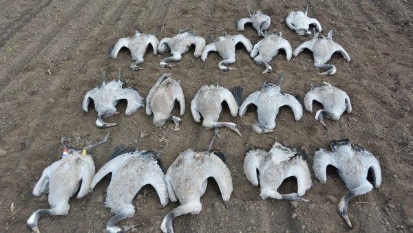 ДВЕ ГОДИНЕ ЗАТВОРА И НОВЧАНА КАЗНА 10 ХИЉАДА ЕВРА: У Чешкој изречена пресуда због тровања два орла белорепана и још неколико животиња ДВЕ ГОДИНЕ ЗАТВОРА И НОВЧАНА КАЗНА 10 ХИЉАДА ЕВРА: У Чешкој изречена пресуда због тровања два орла белорепана и још неколико животиња