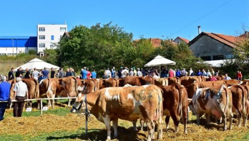REGIONALNA IZLOŽBA GOVEDA SIMENTALSKE RASE U LAJKOVCU Jagodin 6.001 litar mleka REGIONALNA IZLOŽBA GOVEDA SIMENTALSKE RASE U LAJKOVCU Jagodin 6.001 litar mleka