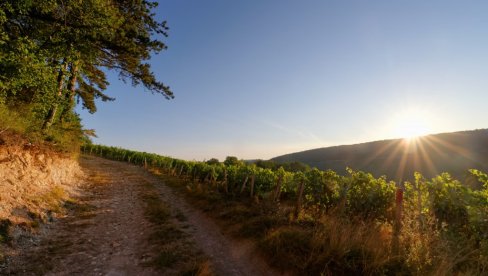 KRIZA U FRANCSKOJ: Šabli se suočava sa žestokim izazovima usled klimatskih promena KRIZA U FRANCSKOJ: Šabli se suočava sa žestokim izazovima usled klimatskih promena