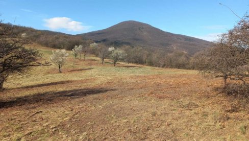 SUBVENCIJE ZA POVRATAK STOKE NA GOLO BRDO: Iskrčeni pašnjak na Vršačkim planinama može da sačuva samo pašarenje SUBVENCIJE ZA POVRATAK STOKE NA GOLO BRDO: Iskrčeni pašnjak na Vršačkim planinama može da sačuva samo pašarenje