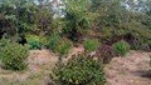 ZATEČEN U ZASADU KANABISA: Somborac uhapšen zbog proizvodnje marihuane ZATEČEN U ZASADU KANABISA: Somborac uhapšen zbog proizvodnje marihuane