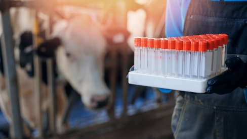 VIRUS PLAVOG JEZIKA RANIJE PRAVIO PROBLEME U SRBIJI, A SADA SE POJAVILO NOVO ŽARIŠTE: Prenose ga insekti, evo koji su simptomi VIRUS PLAVOG JEZIKA RANIJE PRAVIO PROBLEME U SRBIJI, A SADA SE POJAVILO NOVO ŽARIŠTE: Prenose ga insekti, evo koji su simptomi