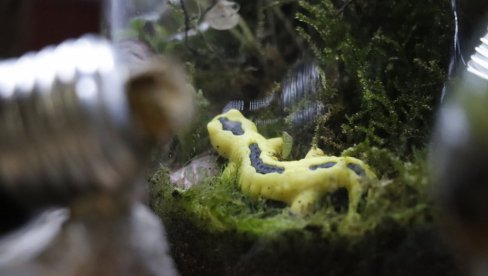 ZMIJE I GUŠTERI KAO LJUBIMCI: U Centru za kulturu Vlada Divljan organizovana jedinstvena izložba egzotičnih životinja (FOTO) ZMIJE I GUŠTERI KAO LJUBIMCI: U Centru za kulturu Vlada Divljan organizovana jedinstvena izložba egzotičnih životinja (FOTO)