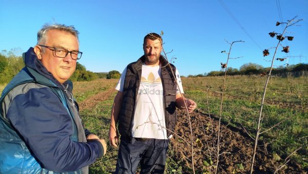 ЛЕШНИК ЋЕ РАЂАТИ ЗА ТРИ ГЕНЕРАЦИЈE: Параћинац, повратник из иностранства Душан Бањанац са зетом подигао плантажу ЛЕШНИК ЋЕ РАЂАТИ ЗА ТРИ ГЕНЕРАЦИЈE: Параћинац, повратник из иностранства Душан Бањанац са зетом подигао плантажу