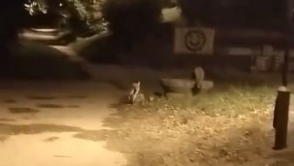 ЈОШ ДВЕ ЛИСИЦЕ ПРОНАЂЕНЕ У БЕОГРАДУ: Дивље животиње су се усред ноћи несметано кретале (ВИДЕО) ЈОШ ДВЕ ЛИСИЦЕ ПРОНАЂЕНЕ У БЕОГРАДУ: Дивље животиње су се усред ноћи несметано кретале (ВИДЕО)