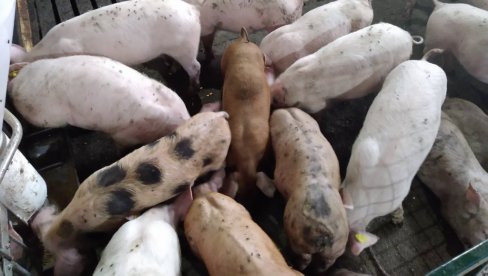 VALJEVO I OKOLINA: Kraj epidemije afričke kuge VALJEVO I OKOLINA: Kraj epidemije afričke kuge
