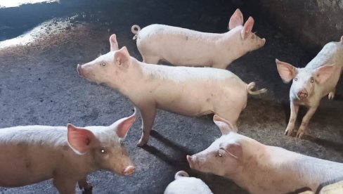POČELE SLAVSKE KUPOVINE: Paraćinci kupuju „živu vagu“, manje pečenje POČELE SLAVSKE KUPOVINE: Paraćinci kupuju „živu vagu“, manje pečenje