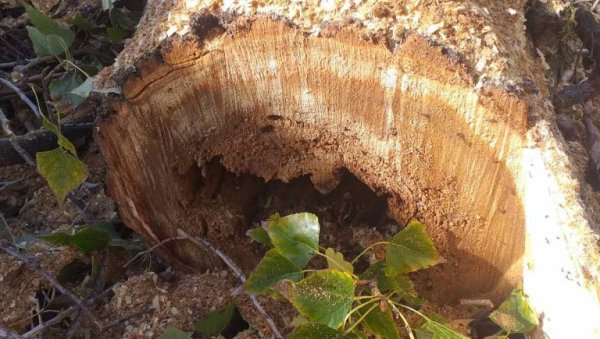 УКЛОЊЕНА ДВА ЈАБЛАНА У ЦЕНТРУ НОВОГ САДА: Суво и оболело дрвеће било опасно по људе и имовину УКЛОЊЕНА ДВА ЈАБЛАНА У ЦЕНТРУ НОВОГ САДА: Суво и оболело дрвеће било опасно по људе и имовину