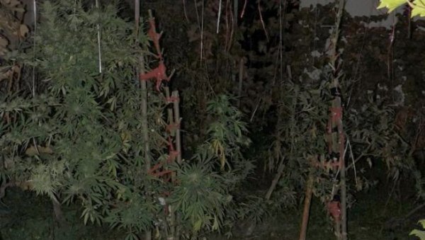 ЗАПЛЕЊЕНО ВИШЕ ДО 12 КИЛОГРАМА МАРИХУАНЕ: Полиција у Беочину ухапсила осумњиченог за производњу и трговину наркотицима (ФОТО) ЗАПЛЕЊЕНО ВИШЕ ДО 12 КИЛОГРАМА МАРИХУАНЕ: Полиција у Беочину ухапсила осумњиченог за производњу и трговину наркотицима (ФОТО)