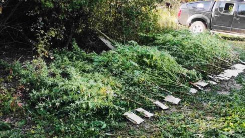 HAPŠENJE U KRAGUJEVCU: Policija zaplenila pet kilograma marihuane HAPŠENJE U KRAGUJEVCU: Policija zaplenila pet kilograma marihuane