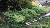 HAPŠENJE U KRAGUJEVCU: Policija zaplenila pet kilograma marihuane HAPŠENJE U KRAGUJEVCU: Policija zaplenila pet kilograma marihuane