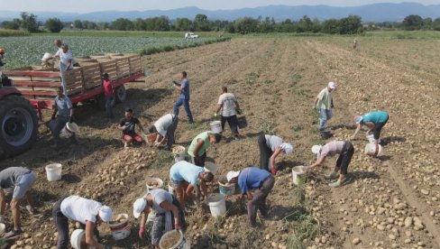 NIKADA VEĆI UVOZ KROMPIRA: Rusko i Belorusko povrće preplavilo naše pijace i trgovine NIKADA VEĆI UVOZ KROMPIRA: Rusko i Belorusko povrće preplavilo naše pijace i trgovine