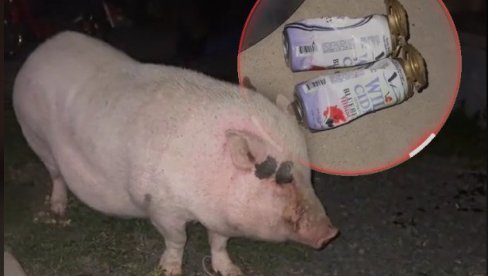 SVINJA SE NAPILA: Našla pivo u garaži, teturala se po dvorištu - snimak je nasmejao mnoge SVINJA SE NAPILA: Našla pivo u garaži, teturala se po dvorištu - snimak je nasmejao mnoge