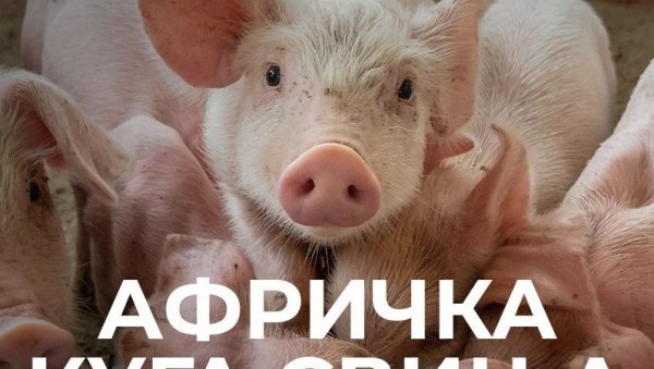 ОПШТИНА РАЧА ПРОГЛАШЕНА ЗАРАЖЕНИМ ПОДРУЧЈЕМ : Афричка куга хара међу домаћим свињама ОПШТИНА РАЧА ПРОГЛАШЕНА ЗАРАЖЕНИМ ПОДРУЧЈЕМ : Афричка куга хара међу домаћим свињама