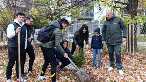 GIMNAZIJALCI IZ VRANJA OPLEMENJUJU PROSTOR: Zasađeno 16 smreka u školskom dvorištu GIMNAZIJALCI IZ VRANJA OPLEMENJUJU PROSTOR: Zasađeno 16 smreka u školskom dvorištu