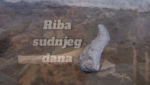 VERUJE SE DA JE PREDZNAK NEPOGODA: Riba sudnjeg dana nasukana na obali Kalifornije - narod u strahu, ovo je već treća ove godine VERUJE SE DA JE PREDZNAK NEPOGODA: Riba sudnjeg dana nasukana na obali Kalifornije - narod u strahu, ovo je već treća ove godine
