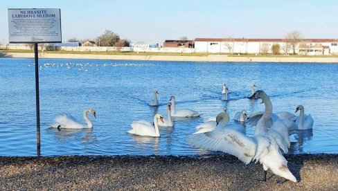 „LABUDOVO JEZERO“ MAMI POSETIOCE: Jato gracioznih ptica i ovu zimu će prezimiti u Vršcu (FOTO) „LABUDOVO JEZERO“ MAMI POSETIOCE: Jato gracioznih ptica i ovu zimu će prezimiti u Vršcu (FOTO)