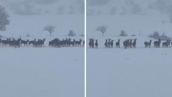 СЕЖНИ СПЕКТАКЛ У ИТАЛИЈИ: Виралан снимак обишао свет - Као из бајке (ФОТО/ВИДЕО) СЕЖНИ СПЕКТАКЛ У ИТАЛИЈИ: Виралан снимак обишао свет - Као из бајке (ФОТО/ВИДЕО)