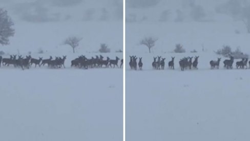 SEŽNI SPEKTAKL U ITALIJI: Viralan snimak obišao svet - Kao iz bajke (FOTO/VIDEO) SEŽNI SPEKTAKL U ITALIJI: Viralan snimak obišao svet - Kao iz bajke (FOTO/VIDEO)