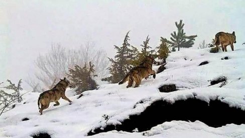 TRI VELIKA VUKA SNIMLJENA NA SRPSKOJ PLANINI: Mnogo krupniji nego što sam ikada video (FOTO) TRI VELIKA VUKA SNIMLJENA NA SRPSKOJ PLANINI: Mnogo krupniji nego što sam ikada video (FOTO)