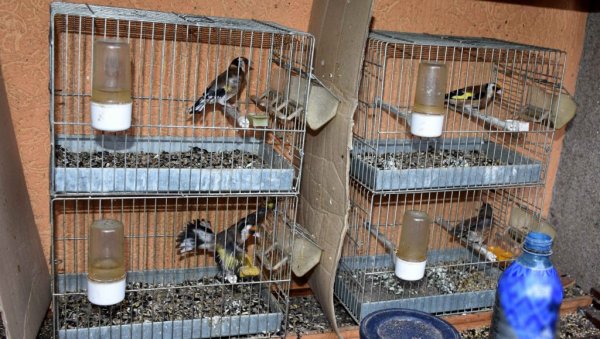 У КАВЕЗИМА 13 ЗАШТИЋЕНИХ ПТИЦА: Полиција у Краљеву пресекла ланац нелегалне трговине животињама У КАВЕЗИМА 13 ЗАШТИЋЕНИХ ПТИЦА: Полиција у Краљеву пресекла ланац нелегалне трговине животињама