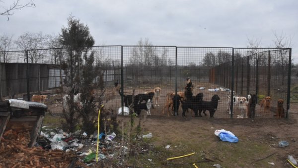 ДРЖАЛА 50 ПАСА У НЕХУМАНИМ УСЛОВИМА, НЕКИ И УГИНУЛИ: Кривична пријава власници (21) прихватилишта код Суботице ДРЖАЛА 50 ПАСА У НЕХУМАНИМ УСЛОВИМА, НЕКИ И УГИНУЛИ: Кривична пријава власници (21) прихватилишта код Суботице