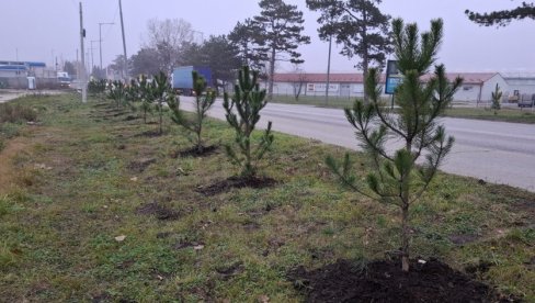 SA 120 MLADICA BORA POPUNJAVAJU STARE DRVOREDE: U Vršcu počela jesenja sadnja SA 120 MLADICA BORA POPUNJAVAJU STARE DRVOREDE: U Vršcu počela jesenja sadnja