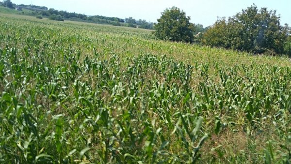 ДРЖАВНЕ ЊИВЕ: У закуп у Општини Голубац на 15 година даје се 176 парцела ДРЖАВНЕ ЊИВЕ: У закуп у Општини Голубац на 15 година даје се 176 парцела