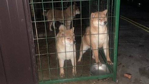 ŠTANCAO AKITE I SREDNJEAZIJSKE OVČARE: Krivična prijava Lazarevčaninu zbog nelegalne uzgajivačnice (FOTO) ŠTANCAO AKITE I SREDNJEAZIJSKE OVČARE: Krivična prijava Lazarevčaninu zbog nelegalne uzgajivačnice (FOTO)