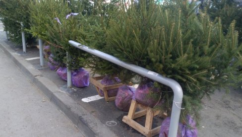 OD 18. DO 30. DECEMBRA: Ulična prodaja jelki kod pijace „Krug“ u Požarevcu OD 18. DO 30. DECEMBRA: Ulična prodaja jelki kod pijace „Krug“ u Požarevcu