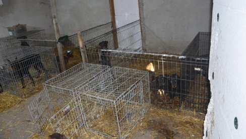 ŠTANCAO PSE, SEKAO IM UŠI I REPOVE: Uhapšen strani državljanin osumnjičen za zlostavljanje i šverc životinja (FOTO) ŠTANCAO PSE, SEKAO IM UŠI I REPOVE: Uhapšen strani državljanin osumnjičen za zlostavljanje i šverc životinja (FOTO)