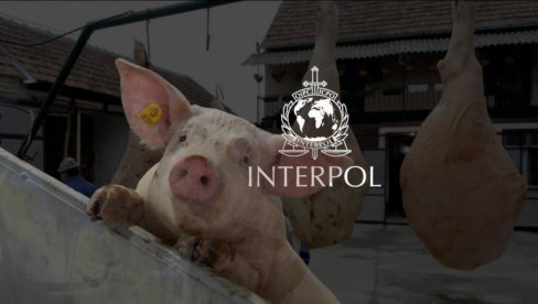 INTERPOL ZAHTEVA ZABRANU SVINJOKOLJA: Žrtve nisu svinje, prestati s korišćenjem tog termina INTERPOL ZAHTEVA ZABRANU SVINJOKOLJA: Žrtve nisu svinje, prestati s korišćenjem tog termina