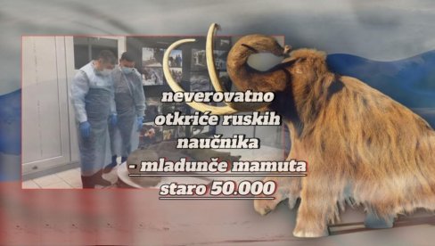 NEVEROVATNO OTKRIĆE U RUSIJI: U Sibiru pronađeno mladunče mamuta staro 50.000 godina (FOTO/VIDEO) NEVEROVATNO OTKRIĆE U RUSIJI: U Sibiru pronađeno mladunče mamuta staro 50.000 godina (FOTO/VIDEO)