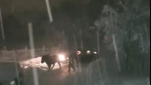 KONJ IZVLAČIO LJUDE IZ SNEŽNE MEĆAVE: Pogledajte kako se sve završilo (VIDEO) KONJ IZVLAČIO LJUDE IZ SNEŽNE MEĆAVE: Pogledajte kako se sve završilo (VIDEO)