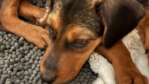 UZBUNA U KRALJEVU ZBOG ŠTENETA MARTE: Povređena i bespomoćna nestala iz skloništa, sumnja se da su je iznele dve žene (VIDEO) UZBUNA U KRALJEVU ZBOG ŠTENETA MARTE: Povređena i bespomoćna nestala iz skloništa, sumnja se da su je iznele dve žene (VIDEO)