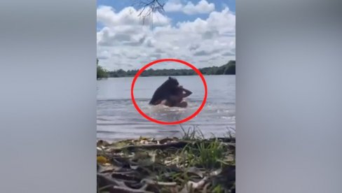 NAJVEĆI GLODAR NA SVETU NAPAO ŽENU U VODI: Jedva izvukla živu glavu, scena kao u horor filmu (VIDEO) NAJVEĆI GLODAR NA SVETU NAPAO ŽENU U VODI: Jedva izvukla živu glavu, scena kao u horor filmu (VIDEO)