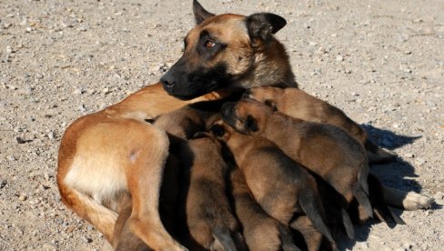NESVAKIDAŠNJI DOGAĐAJ U TURSKOJ: Ženka psa lutalice donela svoje štene u veterinarsku ambulantu, kučence u kritičnom stanju NESVAKIDAŠNJI DOGAĐAJ U TURSKOJ: Ženka psa lutalice donela svoje štene u veterinarsku ambulantu, kučence u kritičnom stanju